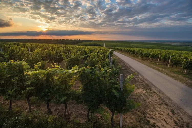 Banov brdo von Baranja